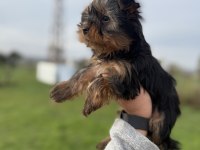Mini Boy Yorkshire Bebekler Sun Kennels