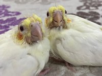 YENİ SULTAN PAPAĞANI YAVRULARIMIZ