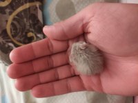 Yavru ve yetişkin gonzales hamster