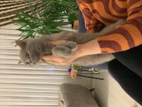 British shorthair 1.5 yaşında