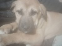 Orijinal kangal yavrusu şirin küçük