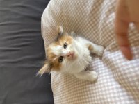 Yavru British Longhair