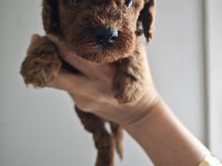 Lekesiz poodle yavrularımız