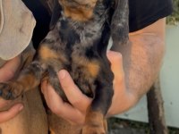 Aşıları Bitmiş Tuvalet Eğitimli Sosis Dachshund Yavrular