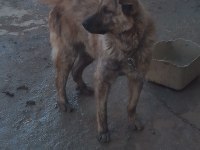 2 Yaşında Melez belçika kurdu