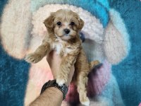 Maltipoo minnaklar
