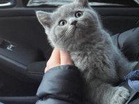 British longhair yavrularımız yeni yuvasını arıyor