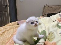 Safkan Oyuncu scottish fold Yavrularım