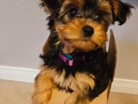 Morkie Teddy Yüz Hattına Sahip