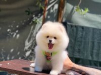 Yakışıklı pomeranian oğluma yuva arıyorum