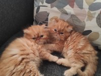 Safkan Portakal Renginde Oyuncu Dişi ve Erkek İran Kediler