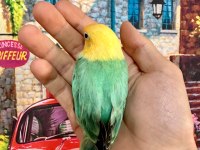 Cennet Papağanı Yavru (Üst Mutasyon)