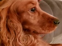 Köpeğimize acil yuva arıyoruz