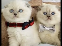 A kalite blue point scottish fold