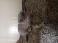 Acil satılık scottish fold
