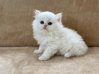 EŞSİZ GÜZELLİKTE CHİNCHİLLA ERKEK YAVRUM