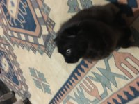 4 aylık dişi scottish fold