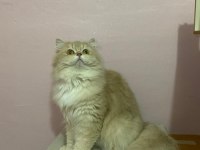 ŞECERELİ LİLAC GOLDEN BRİTİSH LONGHAİR