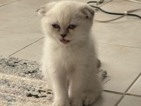 Scottish fold güzel yavrularımız