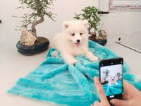 AYİ YAVRUSU SAMOYED A KALİTE IRK