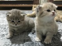 Scottish Fold Kedisi