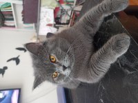 11 aylık erkek british shorthair sahiplendirme