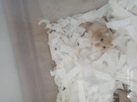 GONZALES HAMSTER