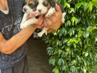 BEAGLE YAVRULARI ÜCRETSİZ DEĞİLDİR