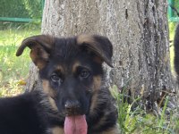 Safkan şecereli alman çoban köpeği yavruları
