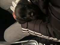 3 aylık erkek yavru cane corso