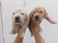 Golden Retriever yavrularımız ırk garantilidir