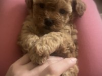 Minicik muhteşem güzellikte safkan toy poodle