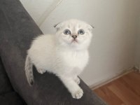 65 Günlük Dişi Scottish Fold Yavrumuz