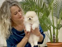 Boo Pomeranian Garantili Çiftliğimizden Yavrularımız