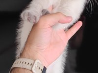 Scottish fold kedimiz