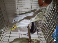 Albino Lutino iki aylık sultan papağanı yavrular