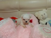 KOREA TEA CUP SADECE 270 GRAM MALTESE