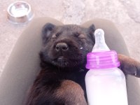 Belçikanın Malinois şehrinden