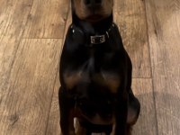 Deneyimli Çiftlikten Garantili Doberman Yavrular