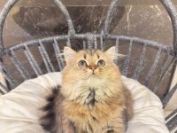 British golden longhair