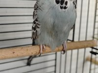 Show Jumbo Muhabbet Kuşu Takım