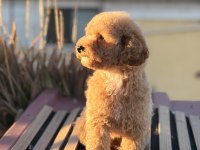Üst kalite toy poodle