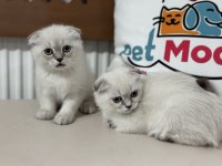 En güzel british shorthair ve scottish fold yavrularımız