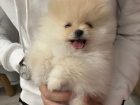 0 Burun teddy bear orjinal gülen yüz erkek pomeranian