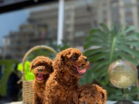LİTTLEPAWS FARKI İLE KOREAN REDBROWN POODLE
