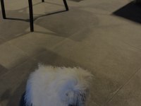 Acil sahiplendirme maltipoo köpeği