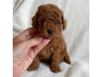 Oyuncak Boy Erkek Dişi Poodle Bebeklerim