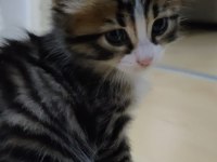 3 tane bebek kedimiz oldu yuva arıyoruz