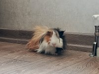 Ankara etimesgut ginepig