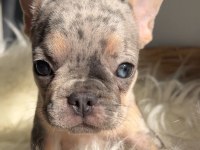 Exotic renk french bulldog köpekler